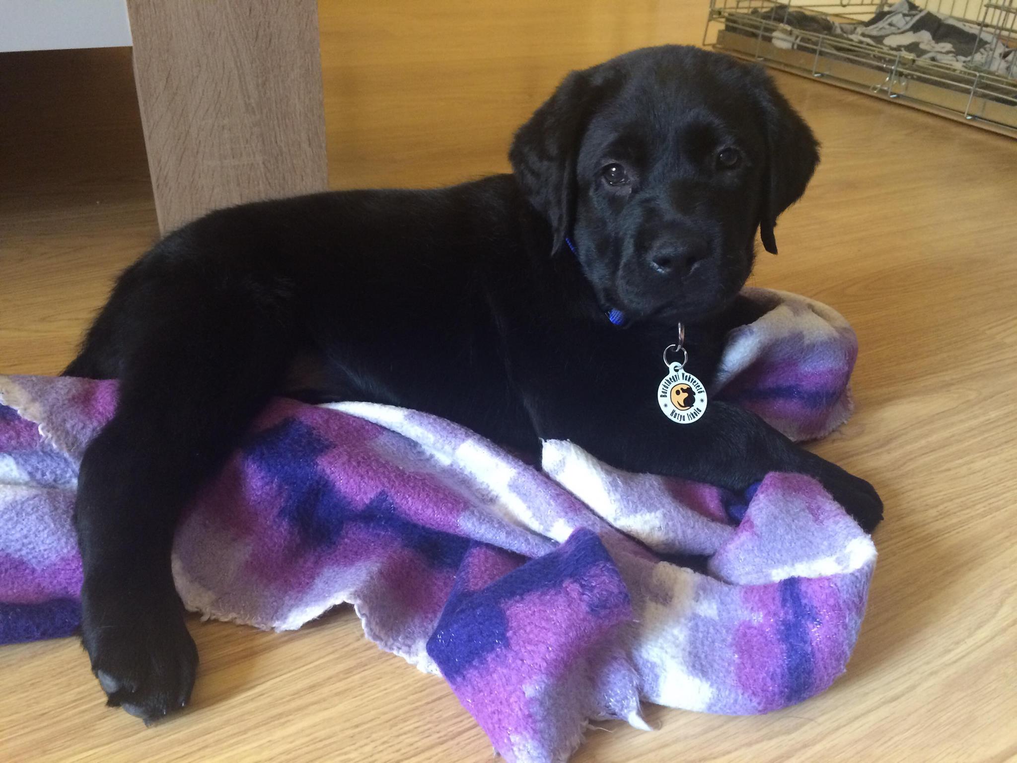 Kapitány lett Fruzsina első kutyája