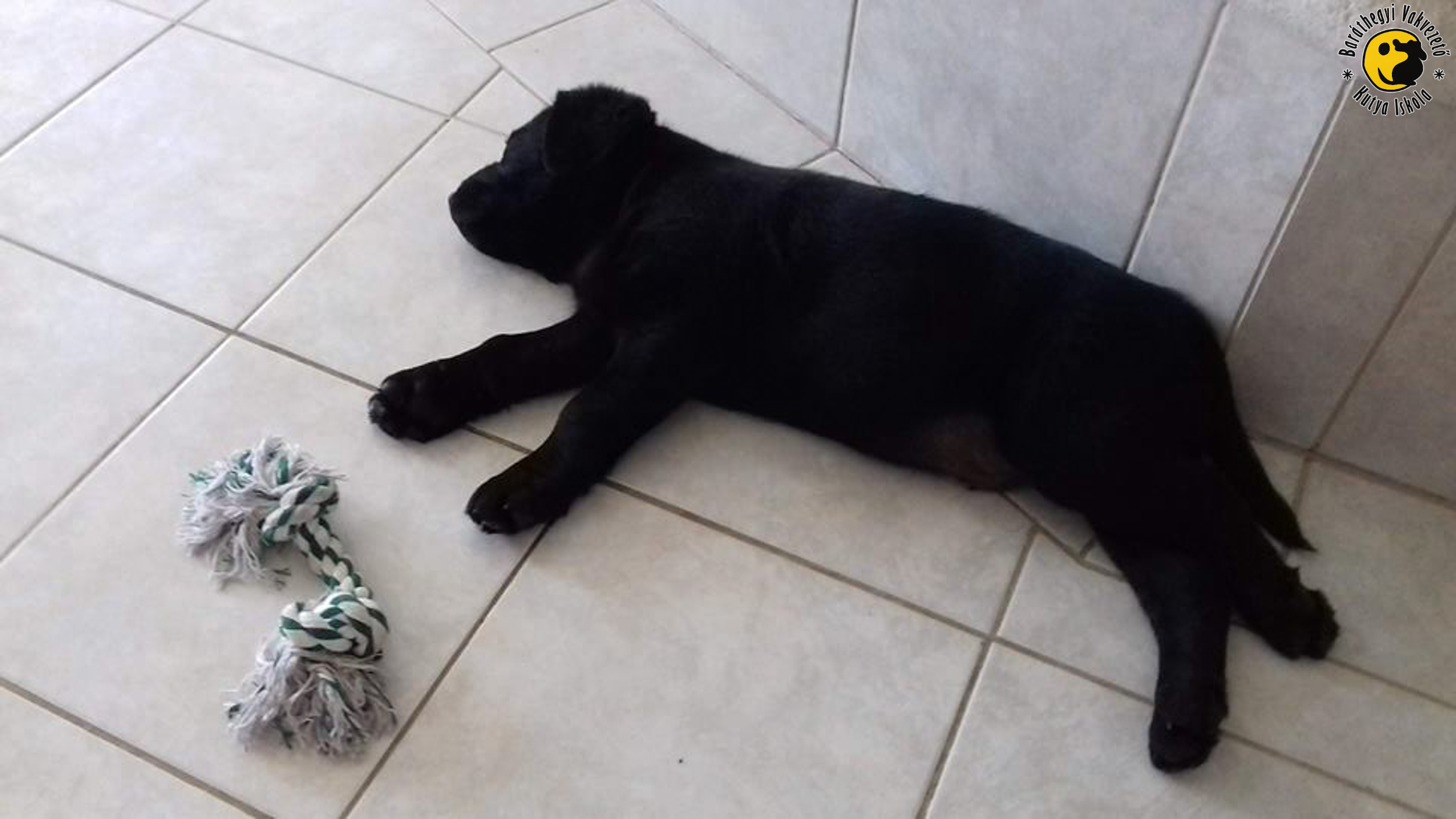 Kadét új tánclépésekre tanítja gazdiját