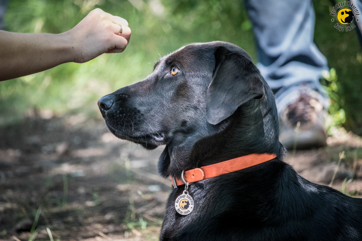 Jutalomfalattal vagy anélkül oktassam a kölyök kutyámat?