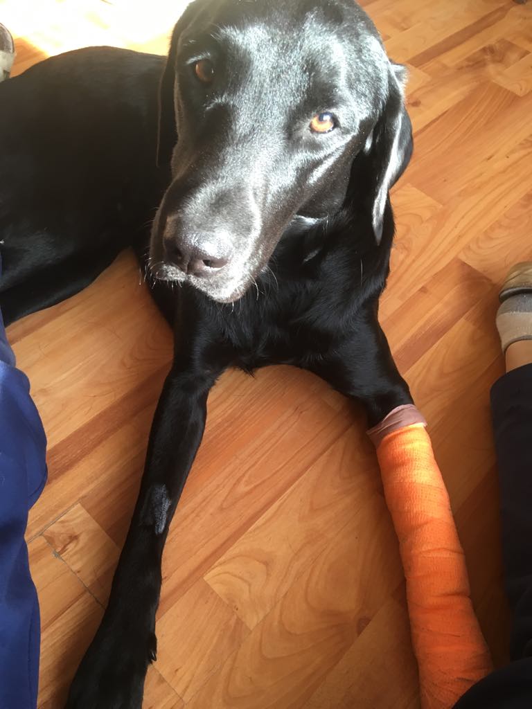 Mindig fogjuk pórázra ebünket, ha vakvezető kutyát látunk – 5 év alatt 629 kutyatámadás érte a vakvezetőket Angliában!