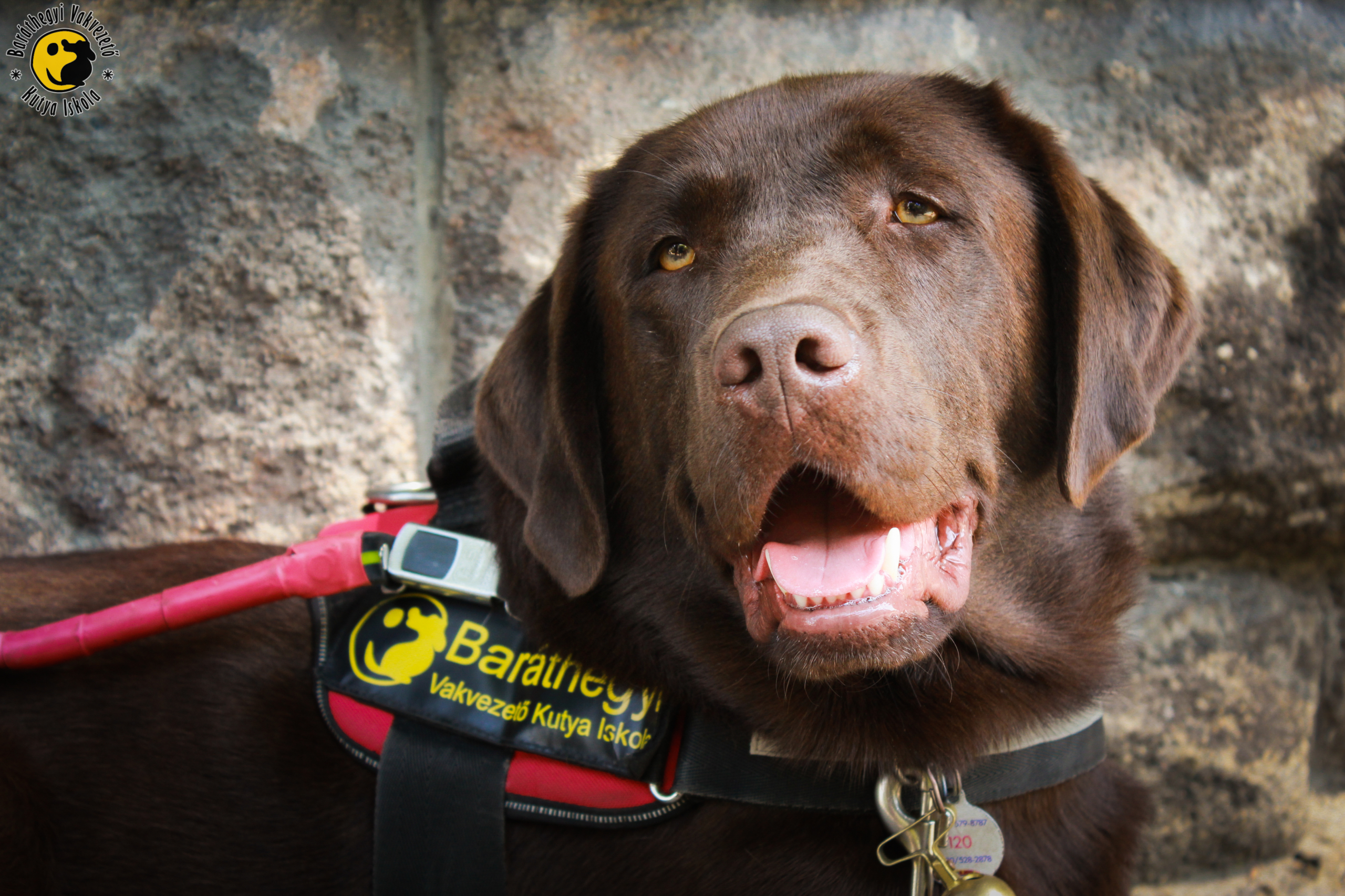 A dog’s color could impact longevity, increase health issues