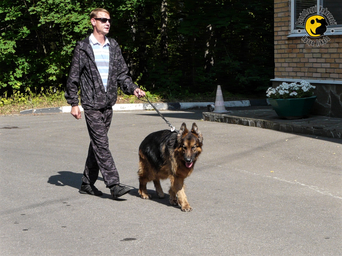 Vakvezető kutyák a futópadon