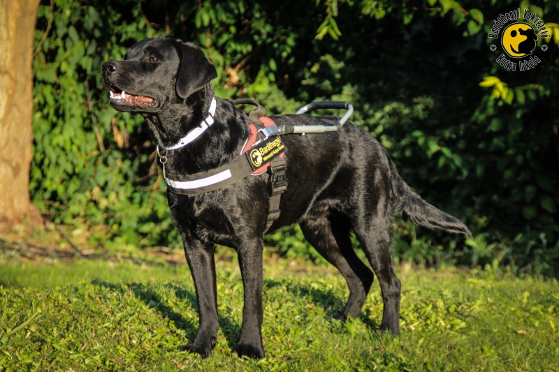 Amikor le van takarva a kiképző szeme