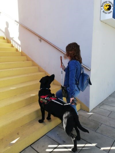 When reaching the stairs, Indigo indicates the stairs by putting his forelegs on the first stair. 