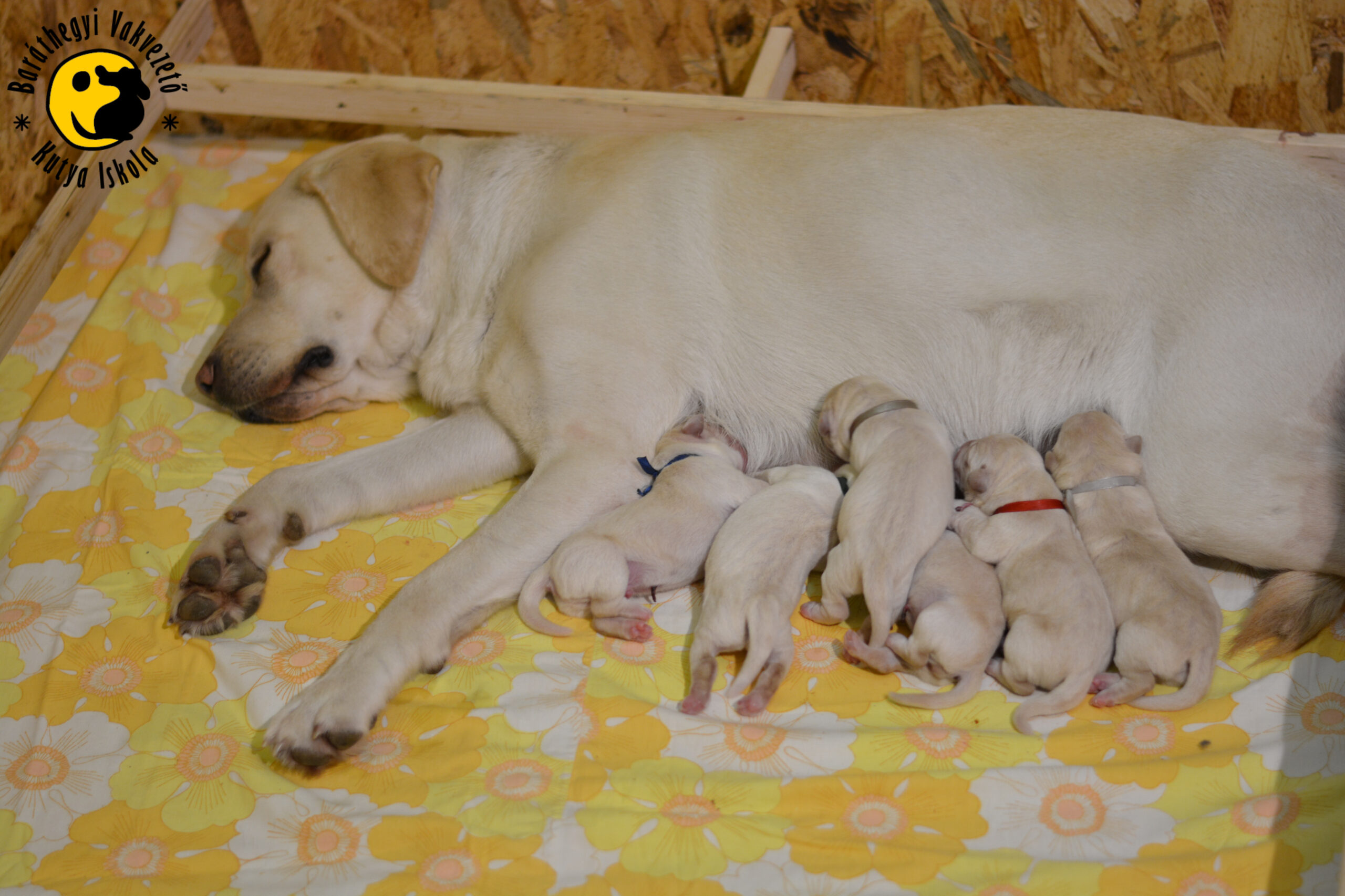 Successful guide dogs have ‘tough love’ moms, study finds