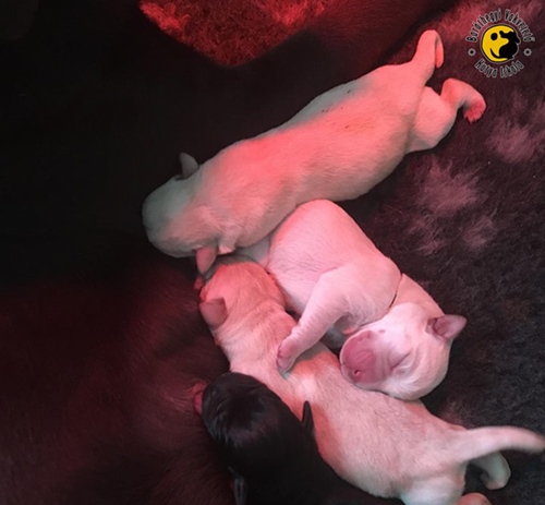 Tiny labradors are waiting for their puppy-educators