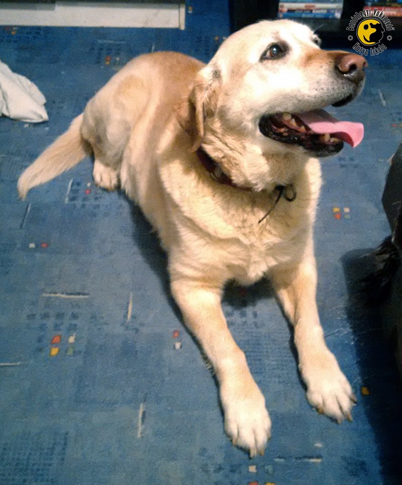 Huba új családra talált!