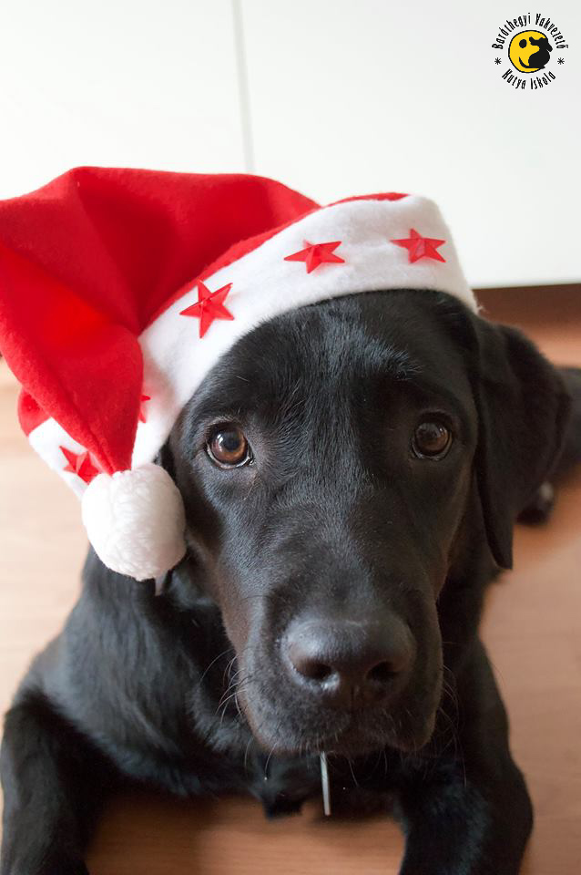 Dogs and fireworks: How can you help keep them calm?