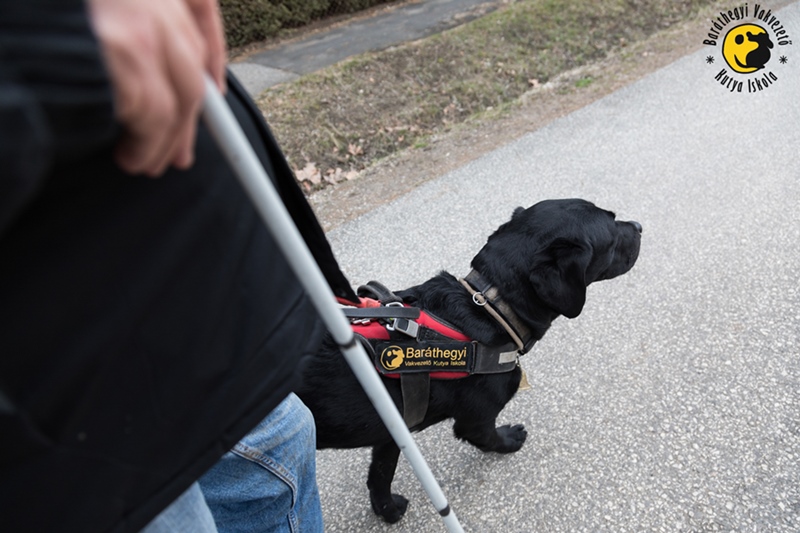 “She’s a dog at the end of the day”: Guide dog owners’ perspectives on the behaviour of their guide dog