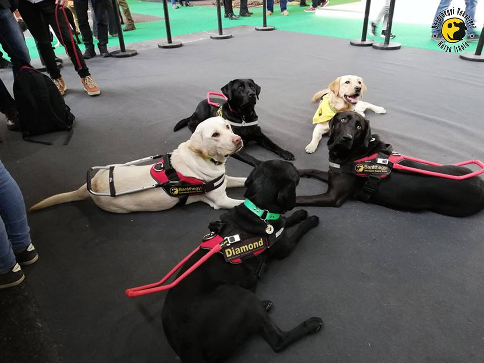 Guide dogs were a huge success at FEHOVA