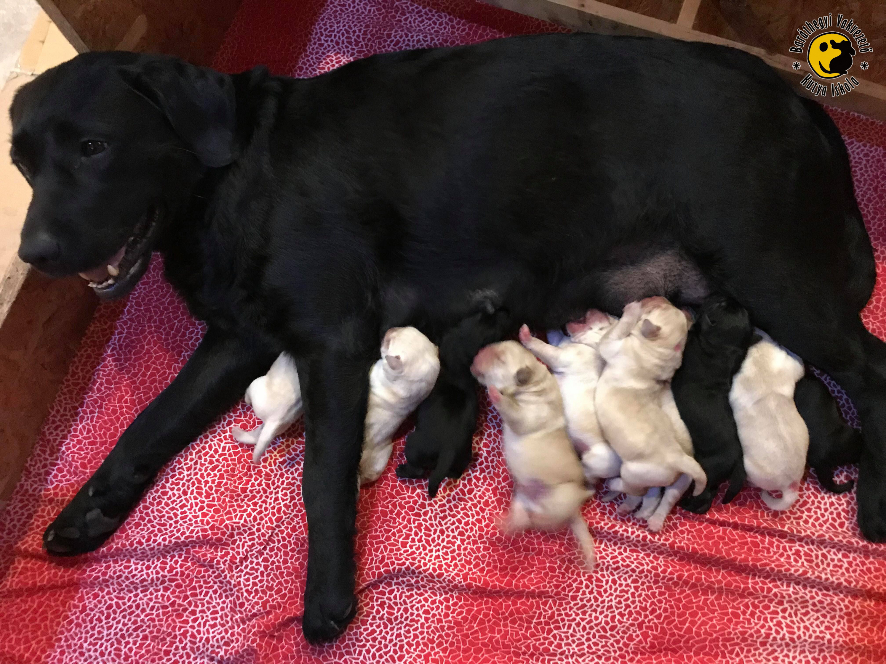 10 puppies within 10 hours!