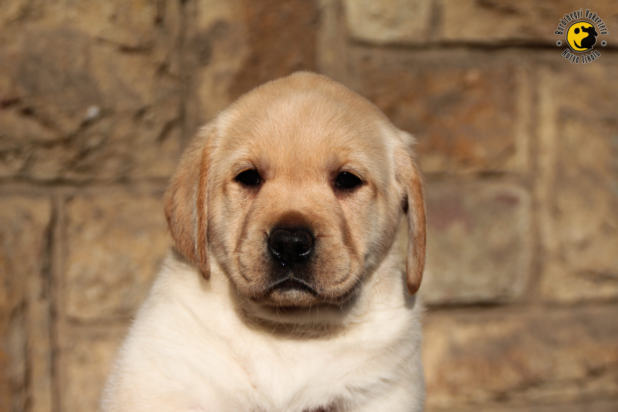 Six-week old puppy test for Limbo and her brothers and sisters