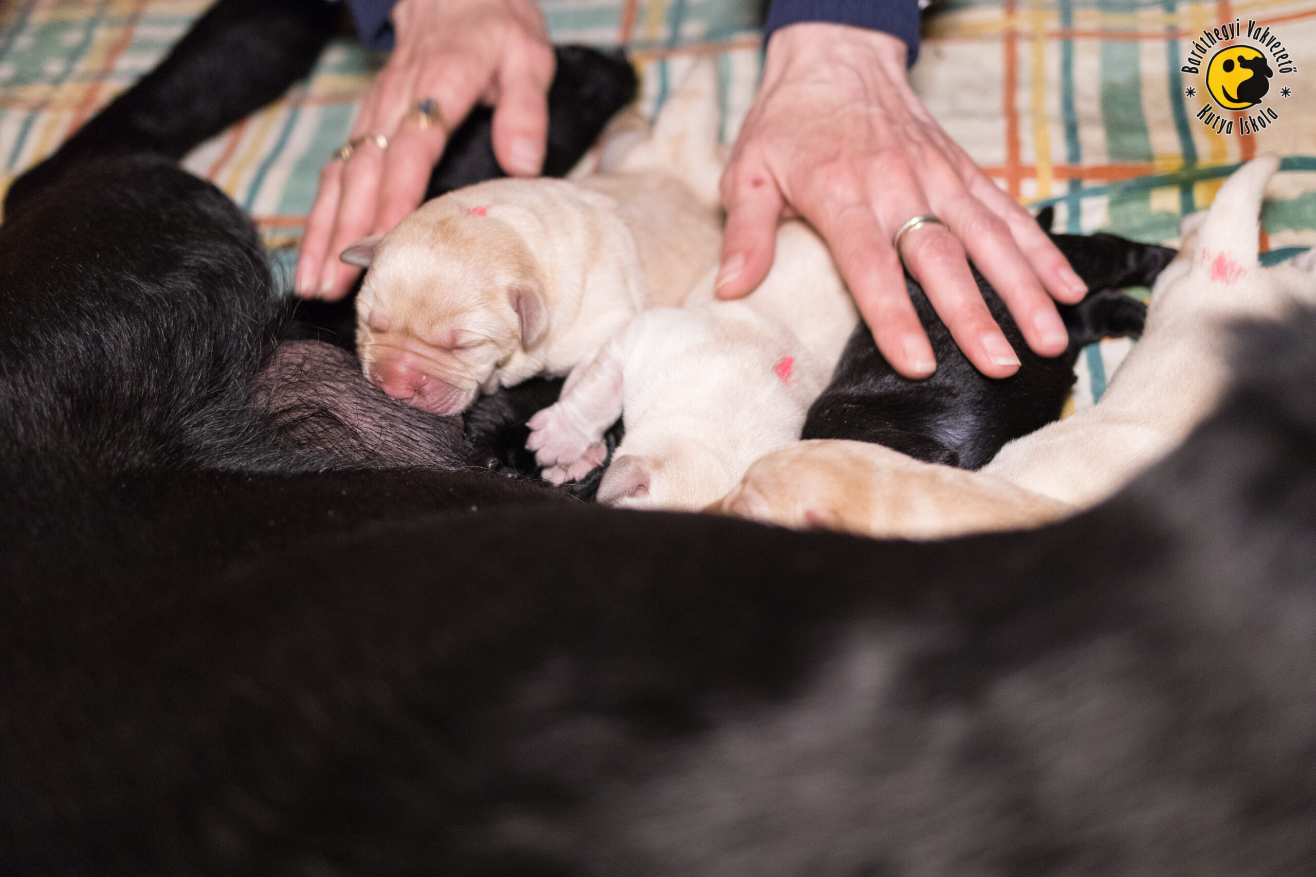 Kölyöknevelőket keresünk tíz pici labradorhoz április közepére