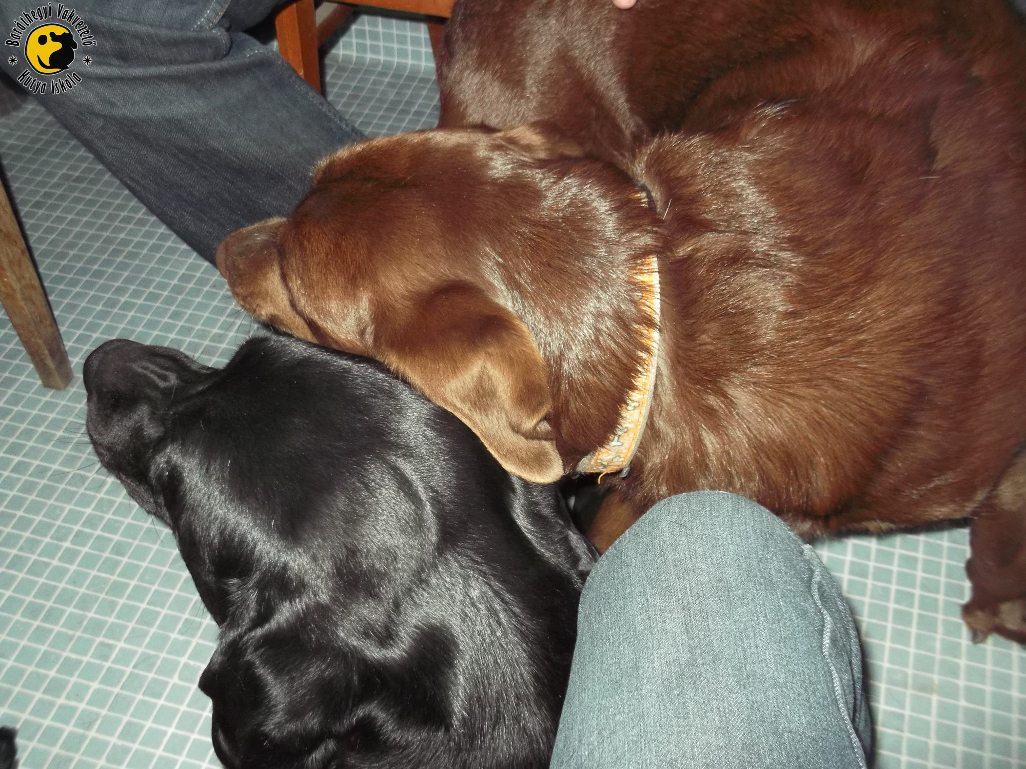 Henna the pensioner guide dog met with her previous owner