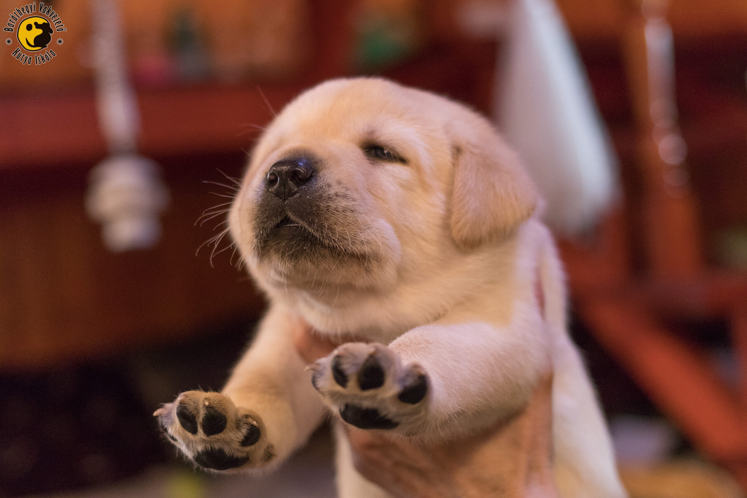 Mágnes bemutatkozik