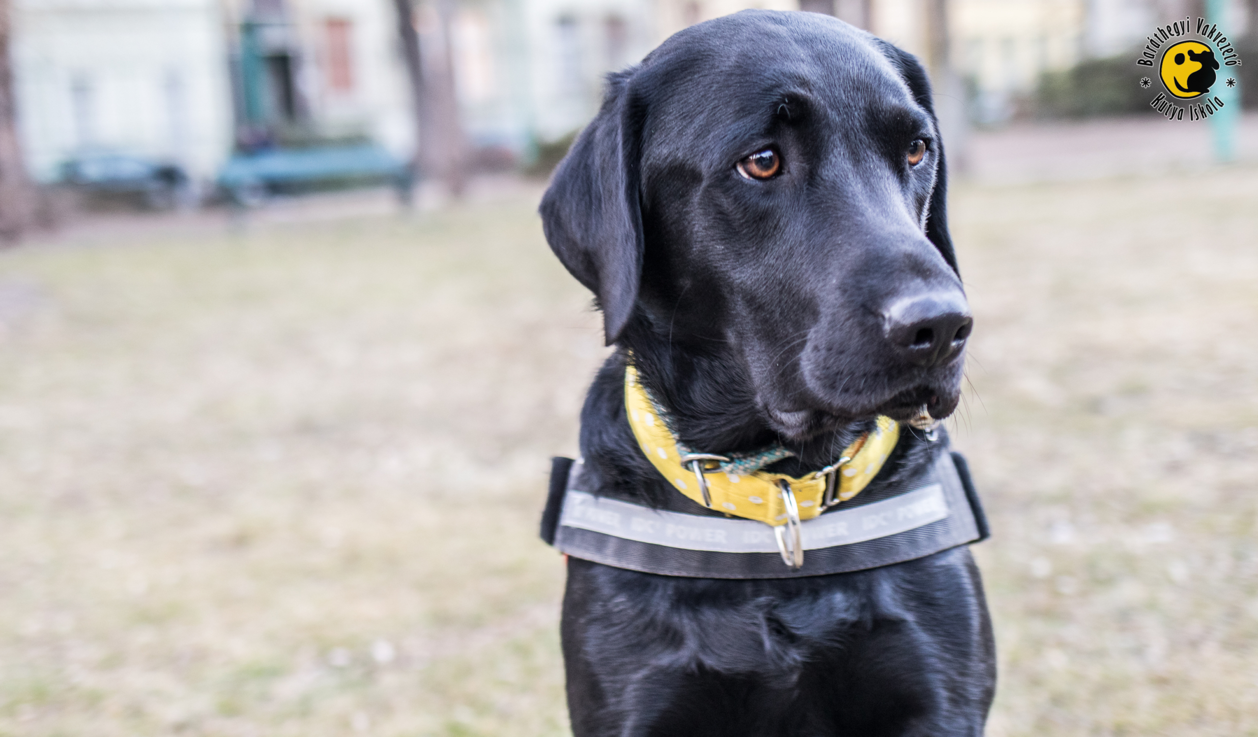Anikónak semmi sem jelent akadályt, mióta vakvezető kutyával közlekedik