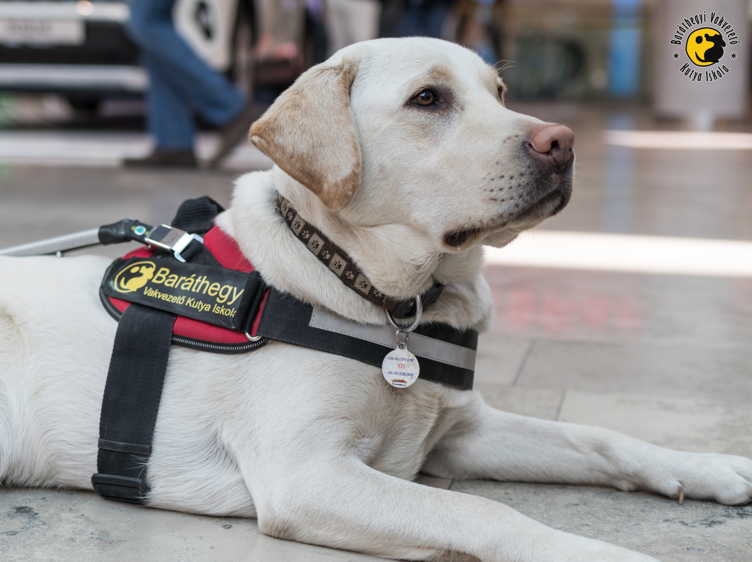 1-3 évet kell várni egy vakvezető kutyára