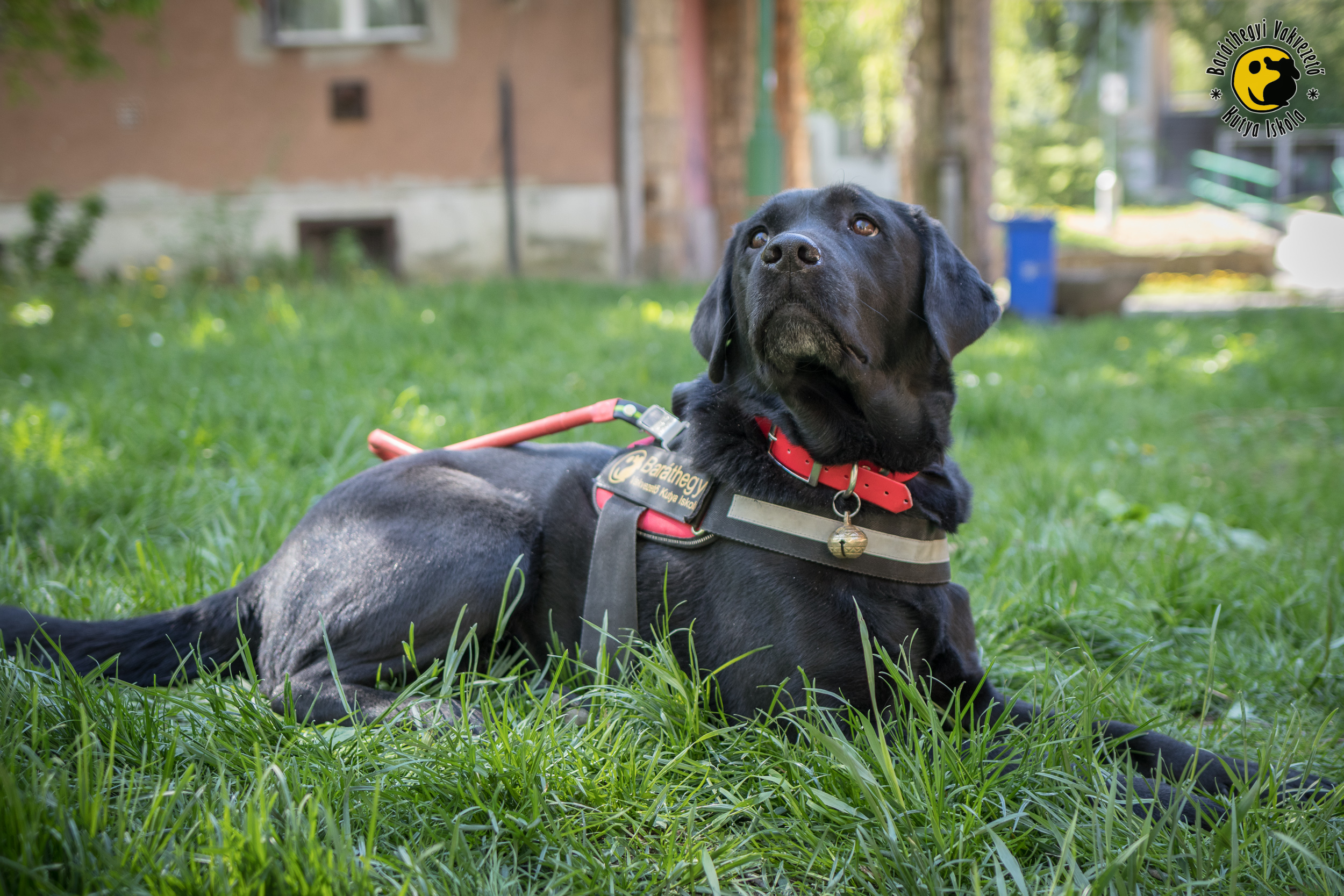 Vakvezető kutyával mindennap tanul valamit az ember