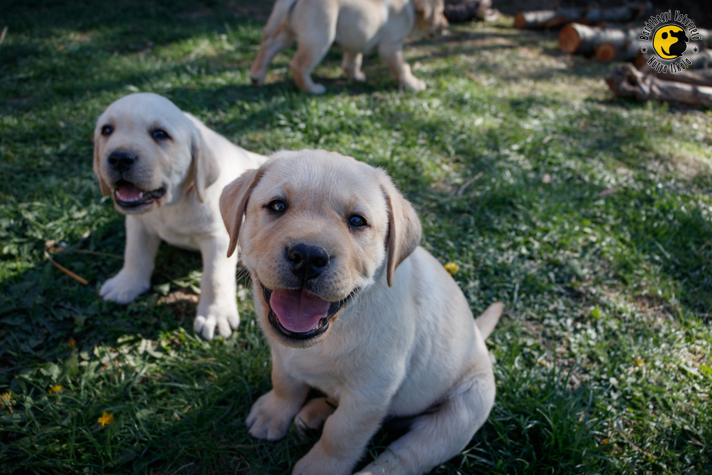 8 hetesek lettek az M betűs kölykök