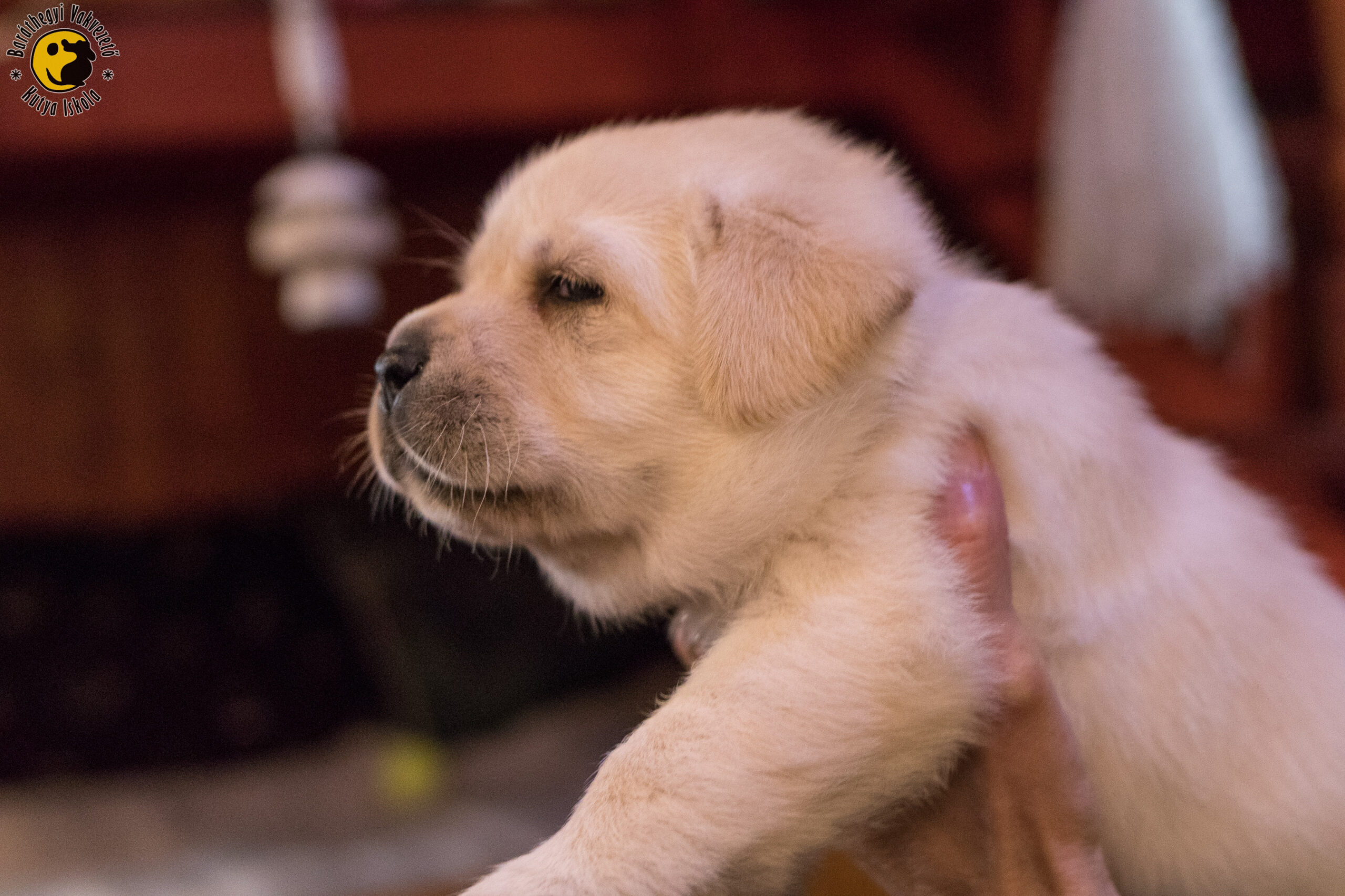 The first M puppy – Mese