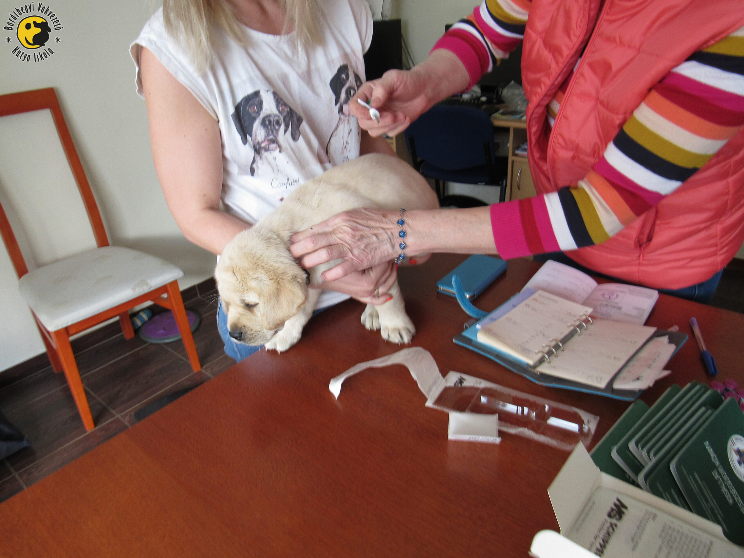 Vaccination and microchip were given to 10 puppies of Iris