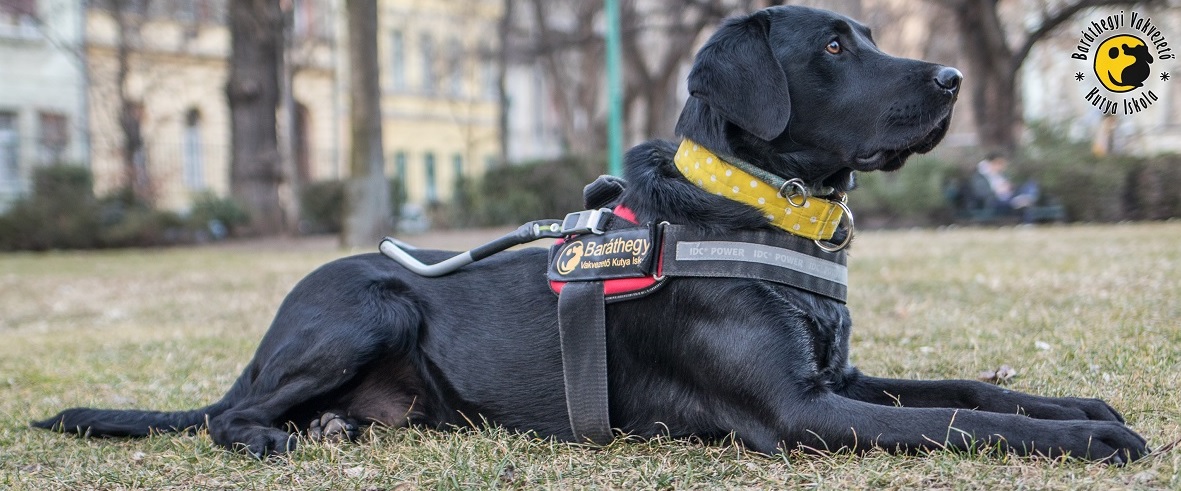If you are always late, you definetely need a guide dog!