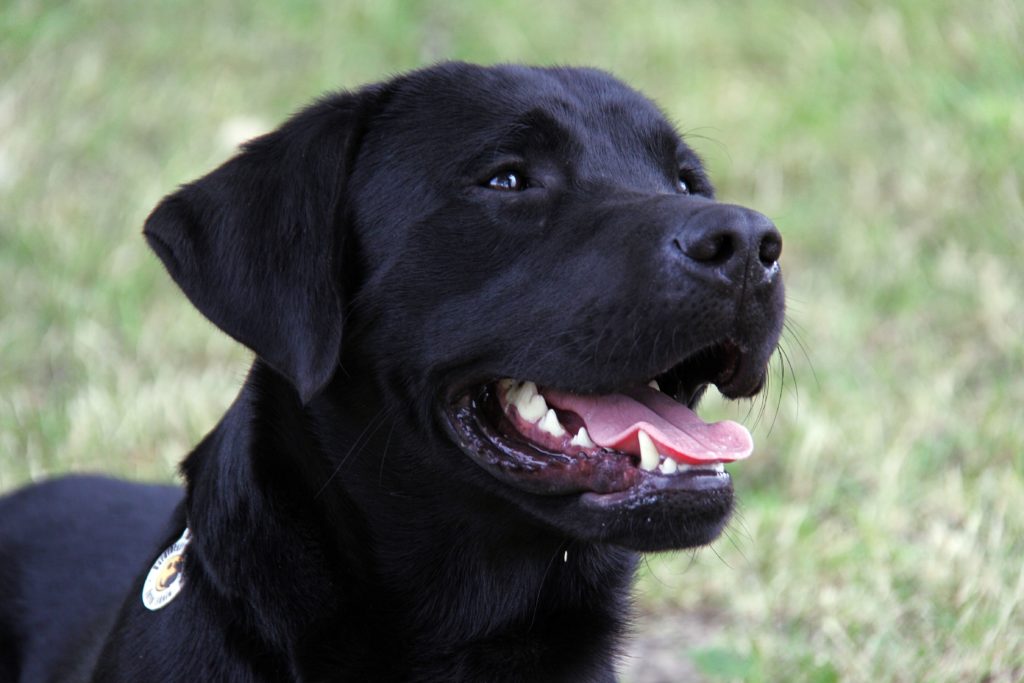 Ice, the world traveller guide dog