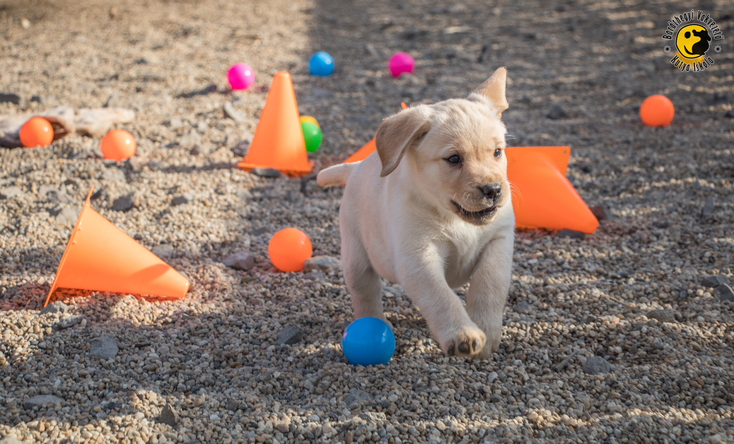 This happy puppy will be a guide dog