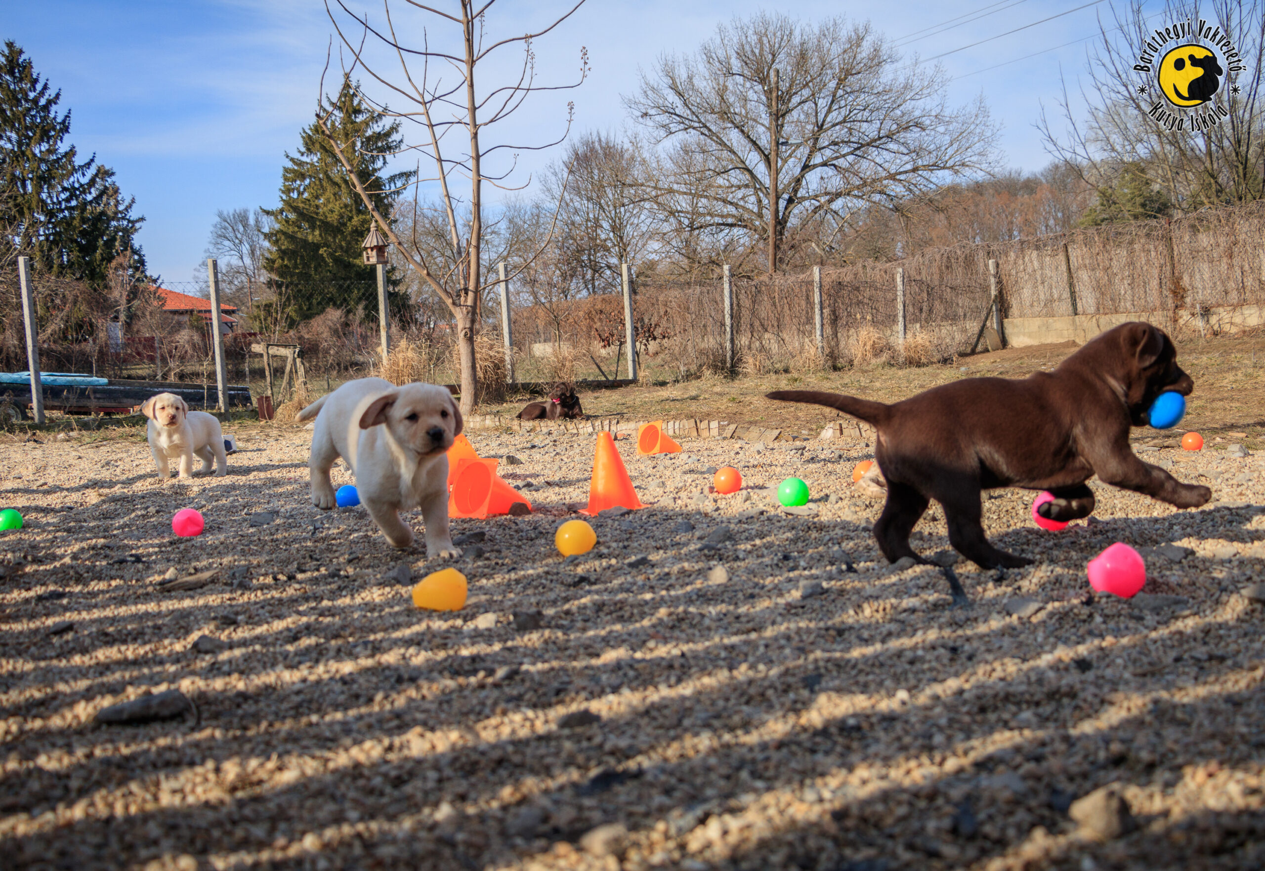L betűs kiskutyáink már kölyöknevelőknél tanulnak