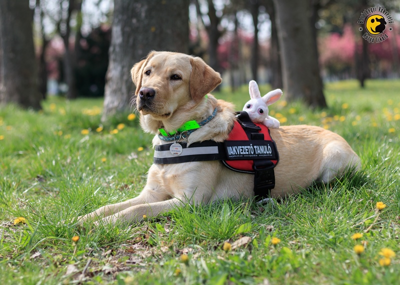 Wonder Woman vagy a Húsvéti Nyuszi – kit választ Kiwi?