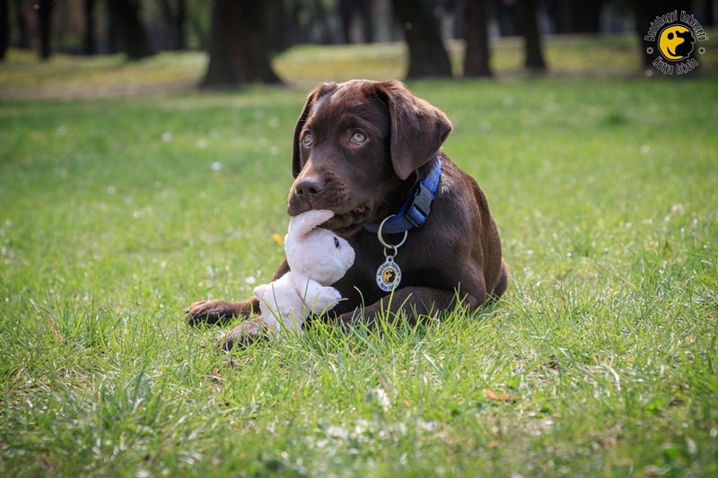 Boldog húsvétot kíván Linzer   és Latte