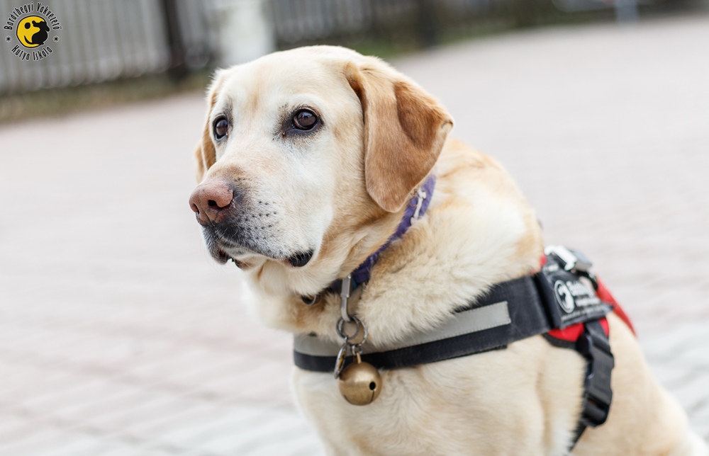 Morris, the lifesaver guide dog