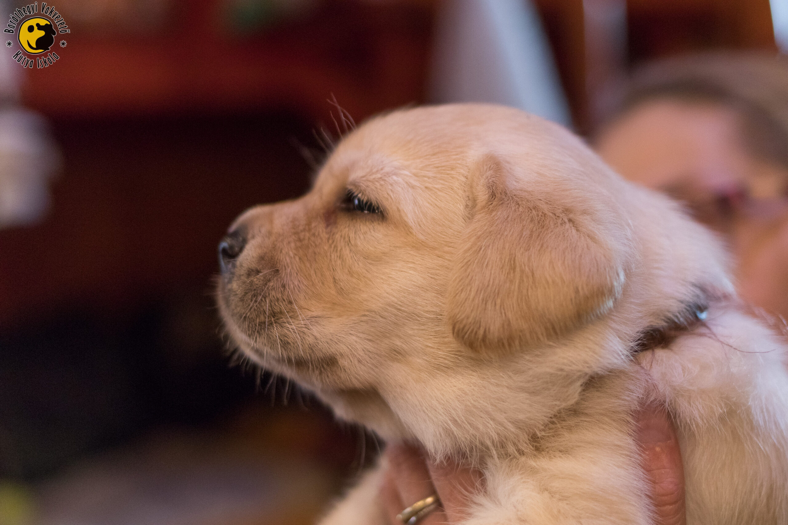 Our fourth puppy with a name starting with an M: Menta