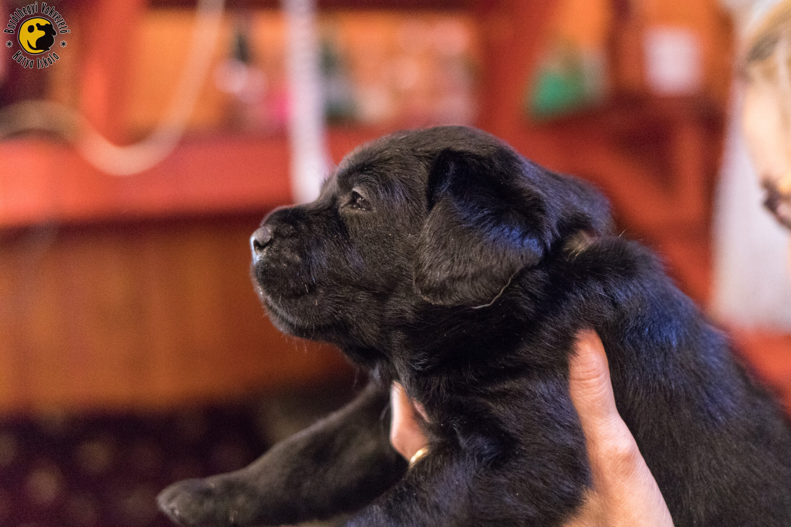 Mokka hasonlít a legjobban Irisra