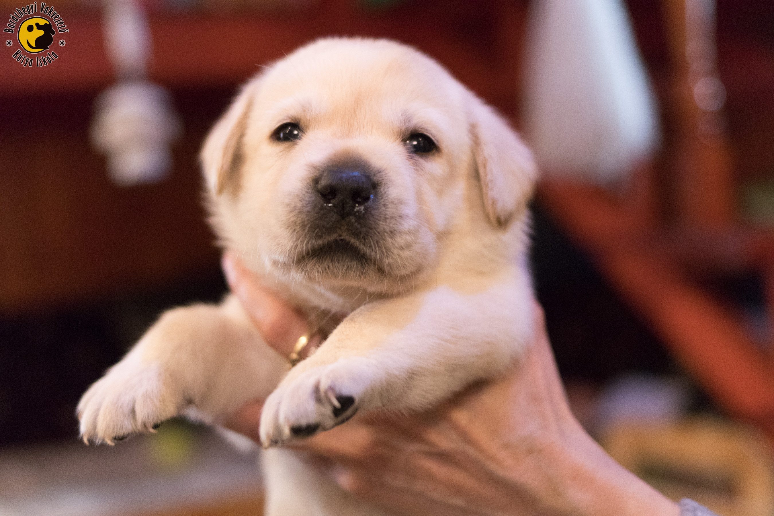 Mítosz, the beautiful, yellow, Labrador boy is a little bit hysteric
