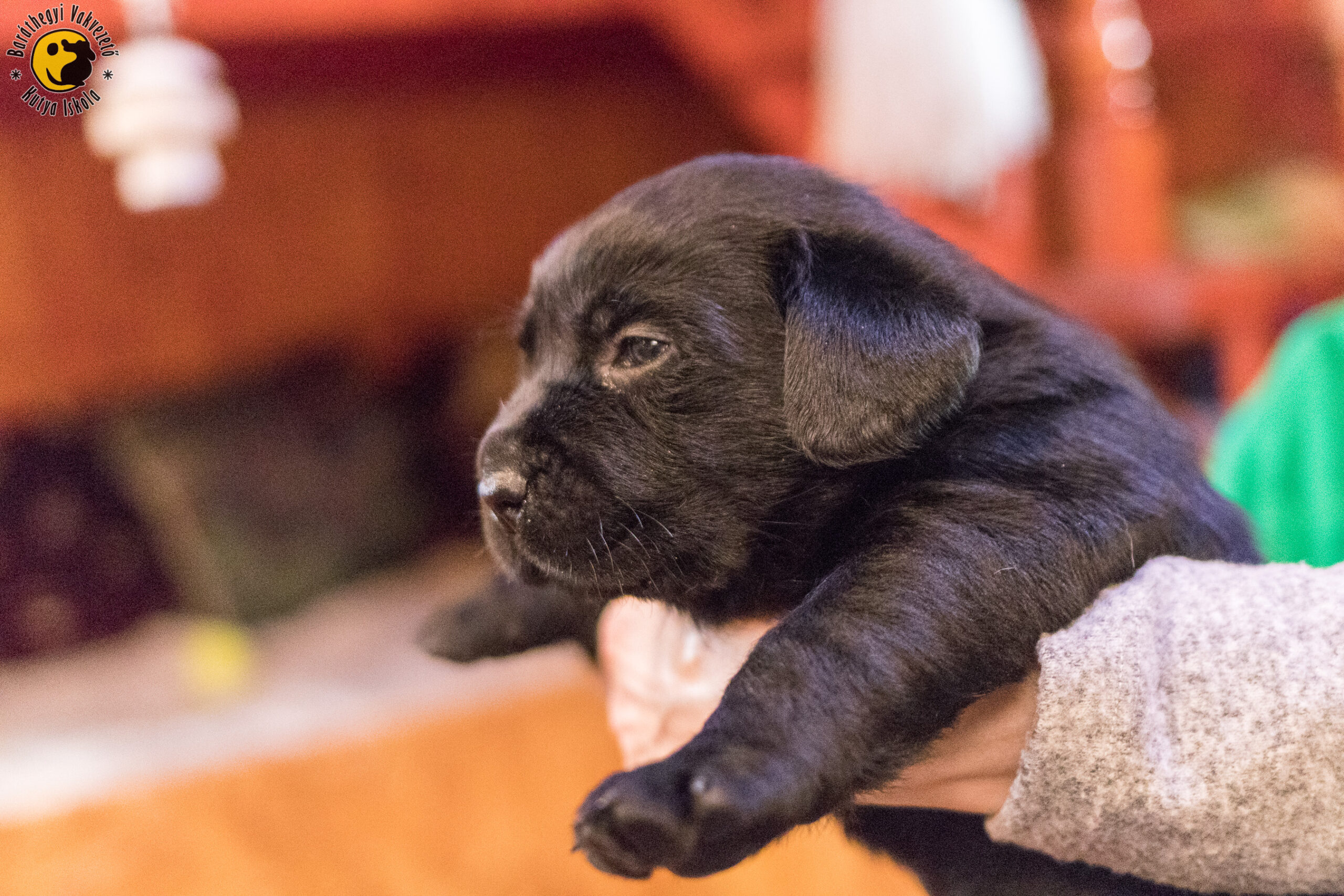 Mignon introduces herself