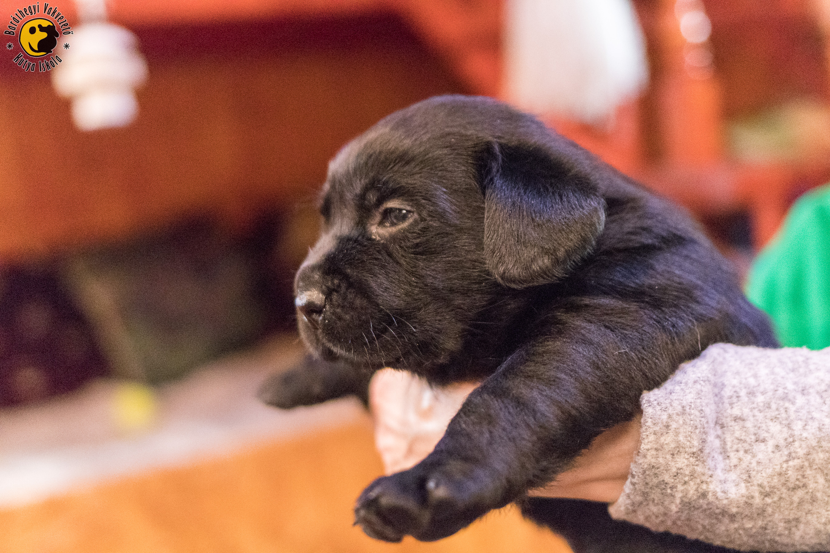Mignon a fekete labrador kézben tartva tekint a környezetére