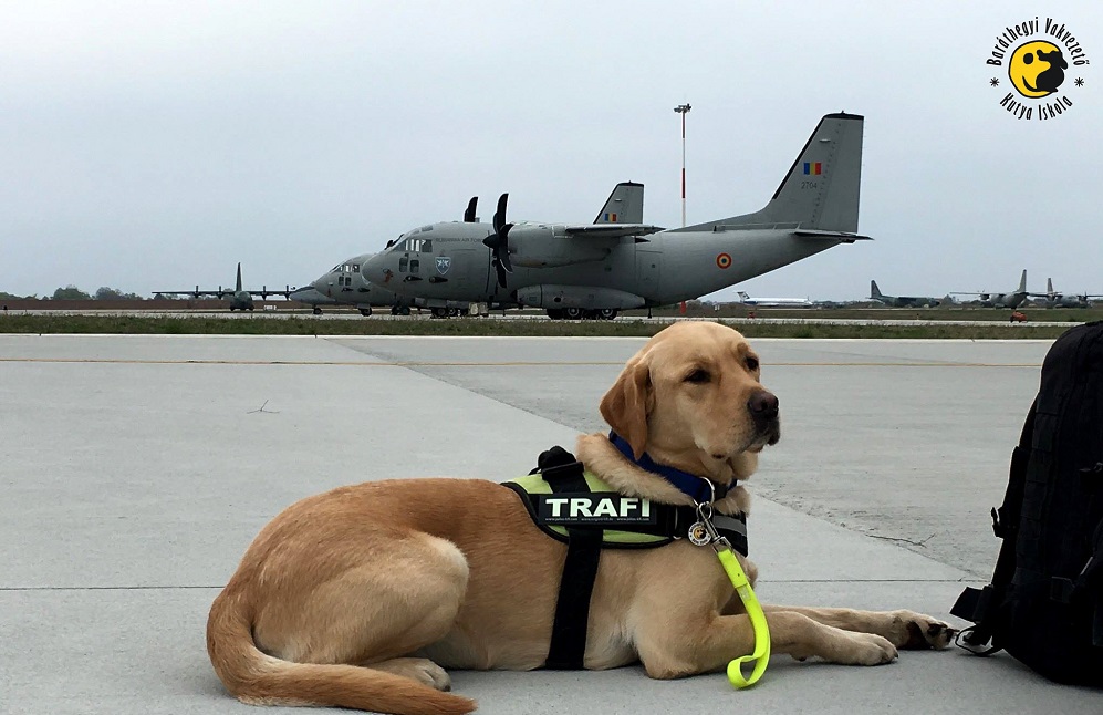 Trafi the rescue dog doesn’t know fear