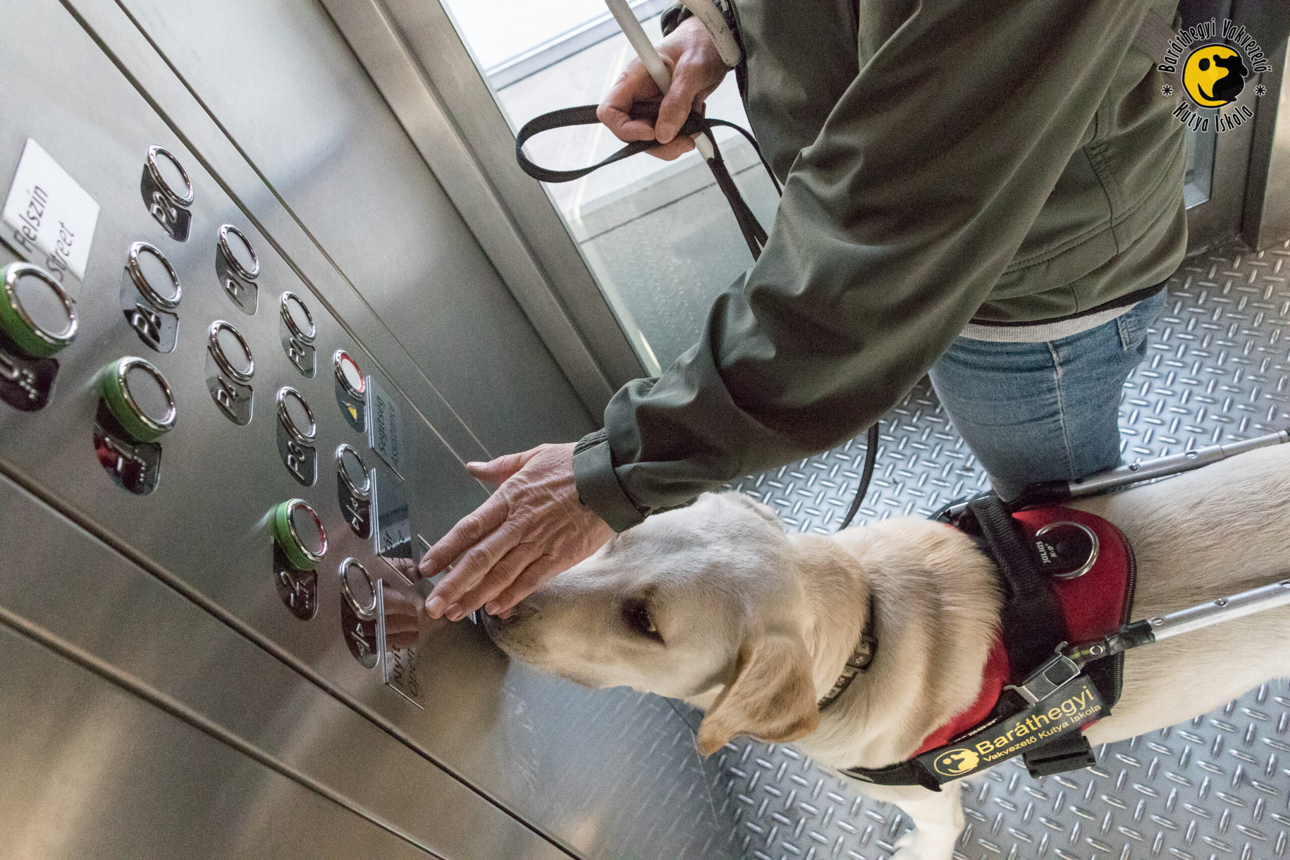 A jövő vakvezető kutyáit képezzük