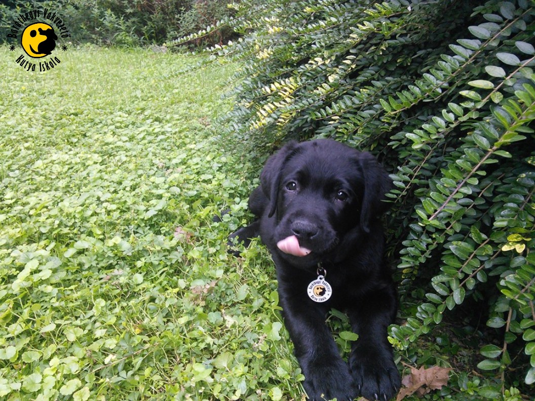 Kontra a fekete labrador ezen a képen még aranyos kis kölyök volt