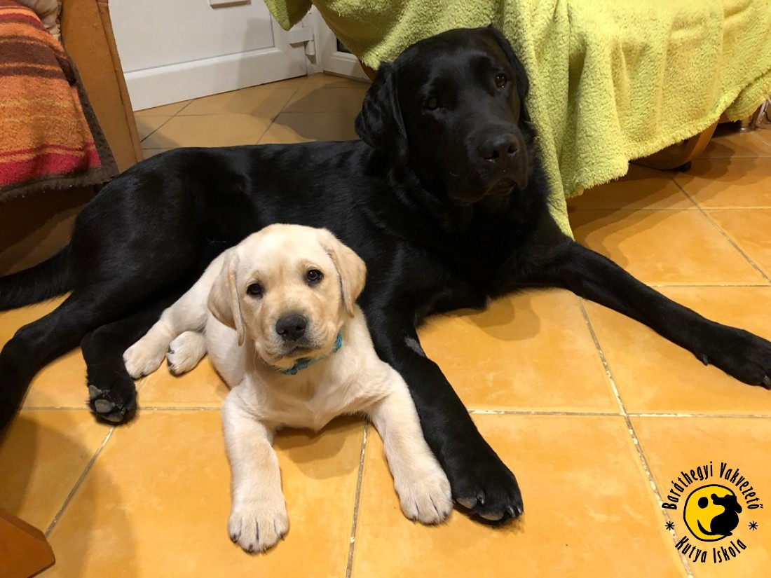 Müzli moved to his new home