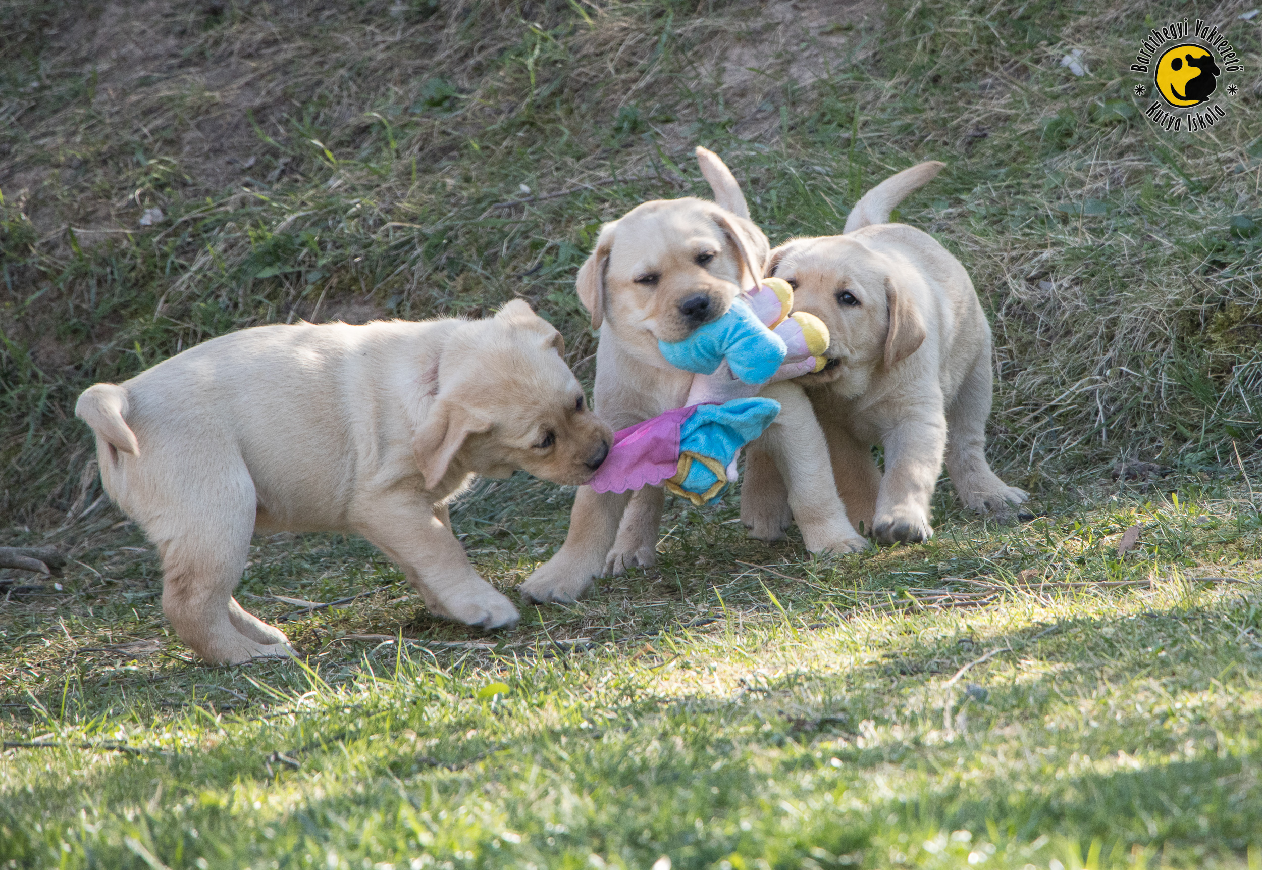 The unicorn was beaten by the guide dogs