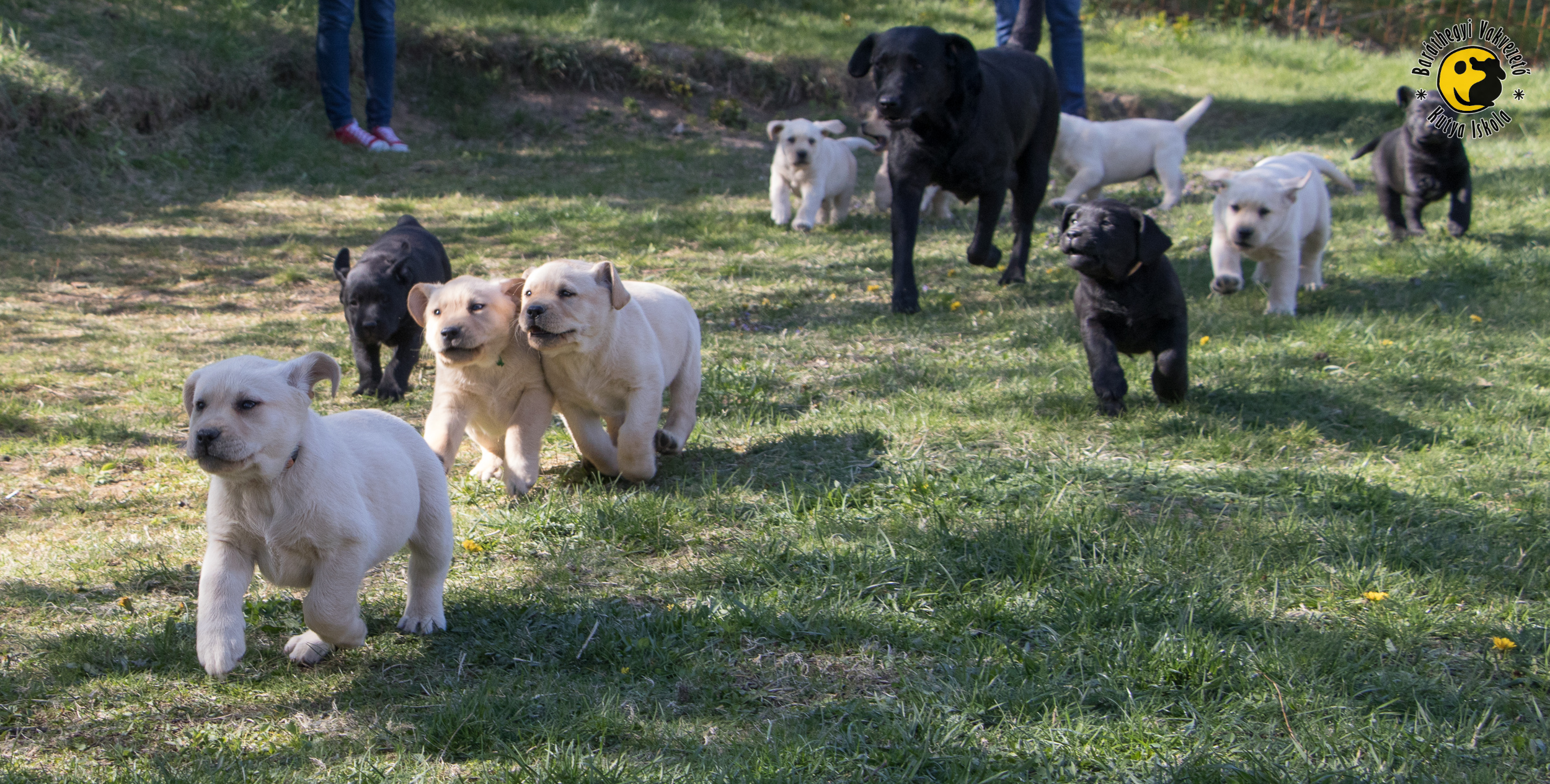 Most te is segítheted a vakvezető kutyák kiképzését