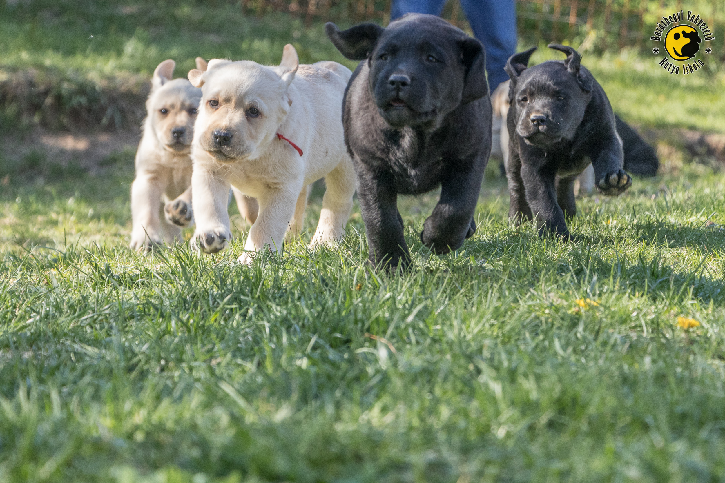 Serious task is waiting for these puppies