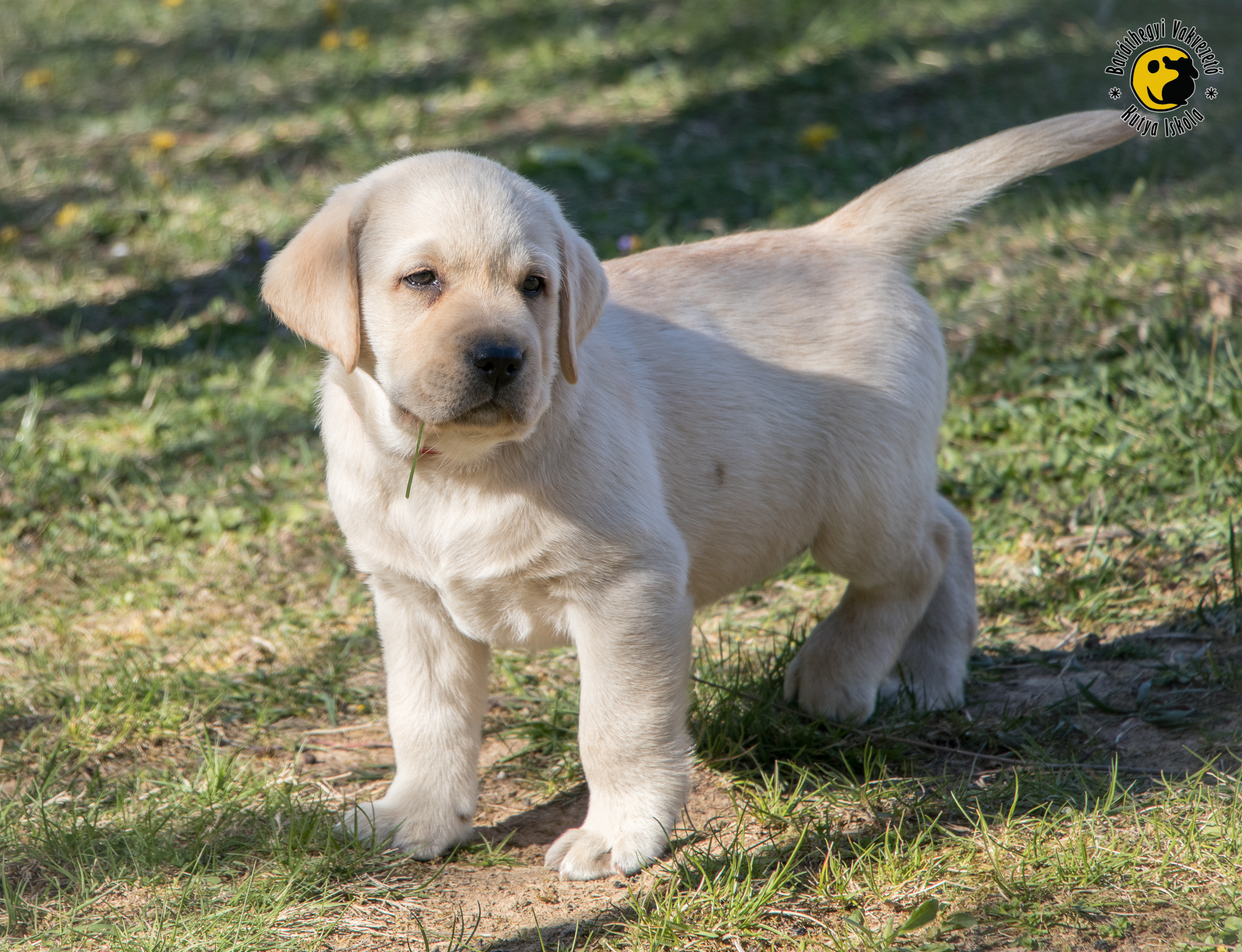 Mágnesék lobogó fülekkel szaladnak a kamera után