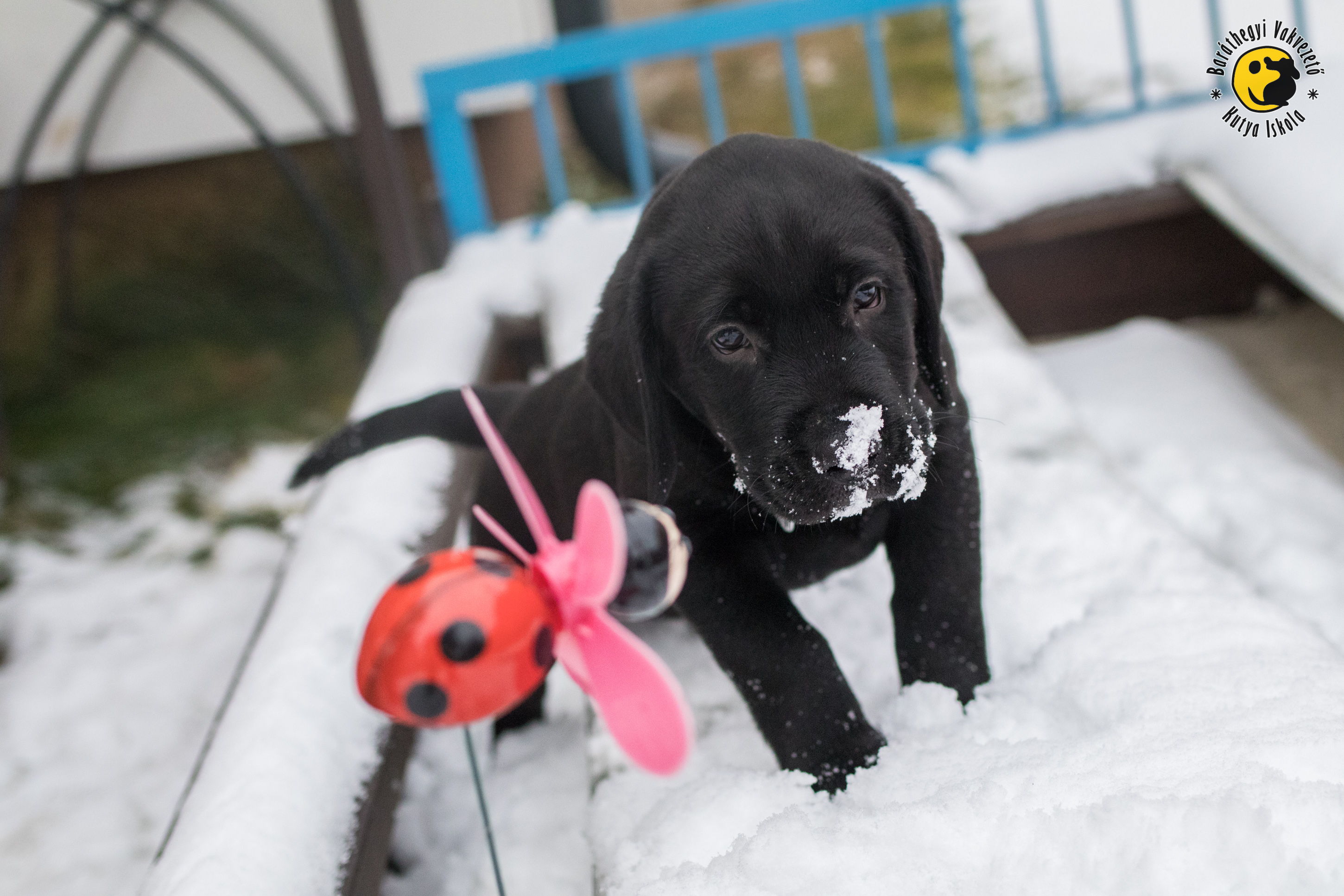 A fekete labrador kölyök, Artúr havas orral vizsgálja a pörgő-forgó műanyag katicát.