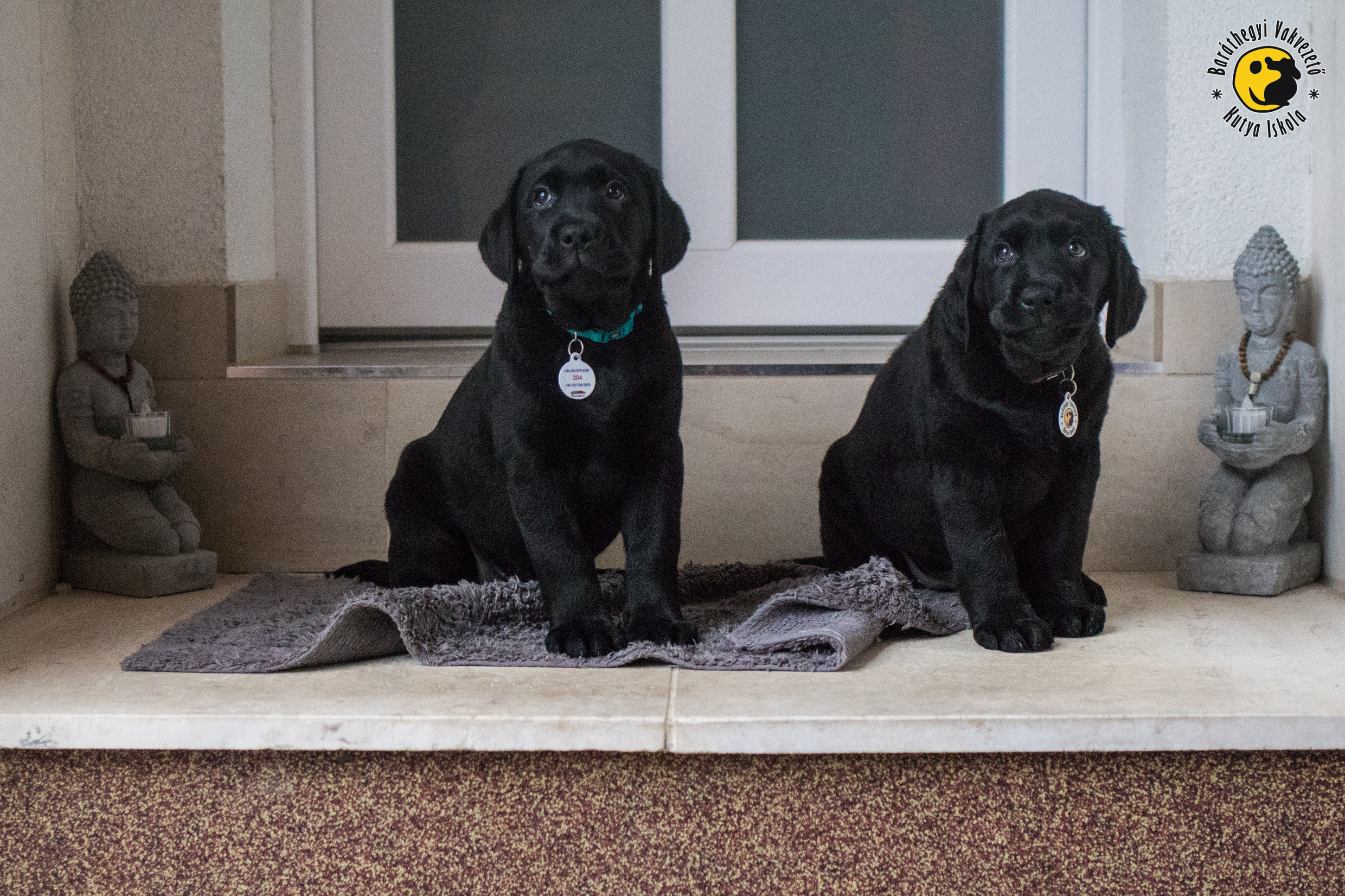 A két fekete kölyök labrador, Alma és Artúr nagyon figyelnek