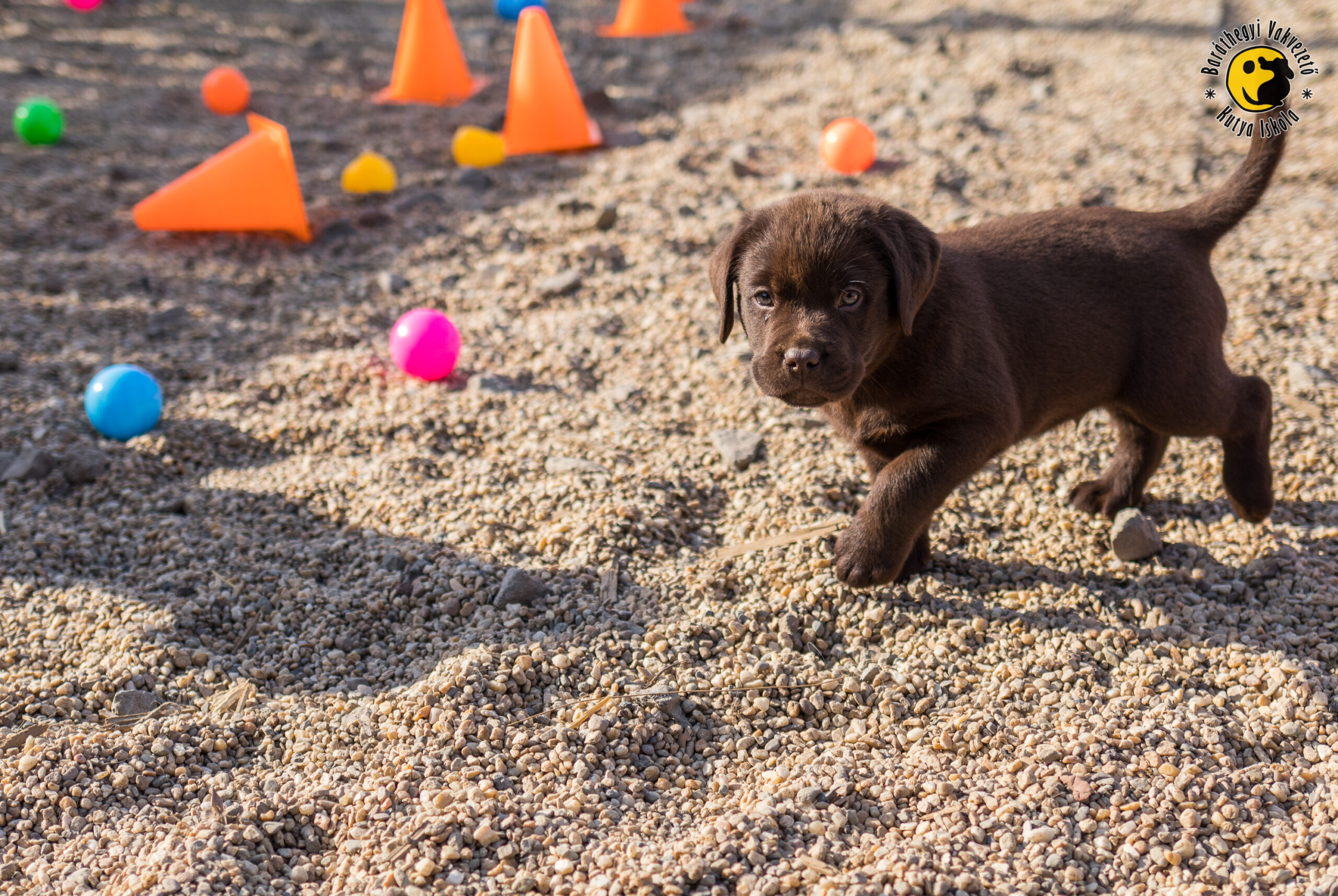 This little labrador will be a guide dog some day