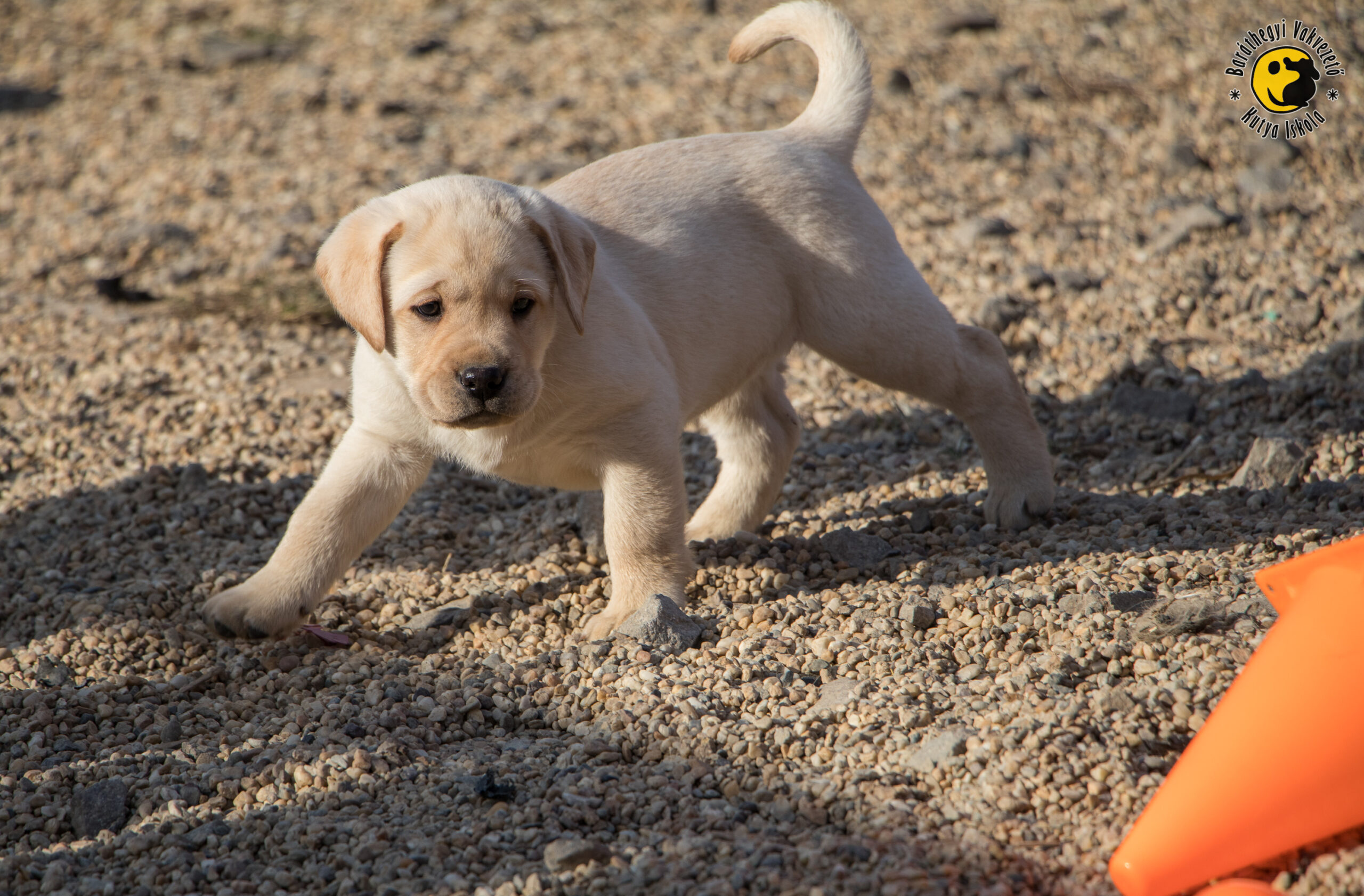 Leon és testvérei vakvezetők lesznek