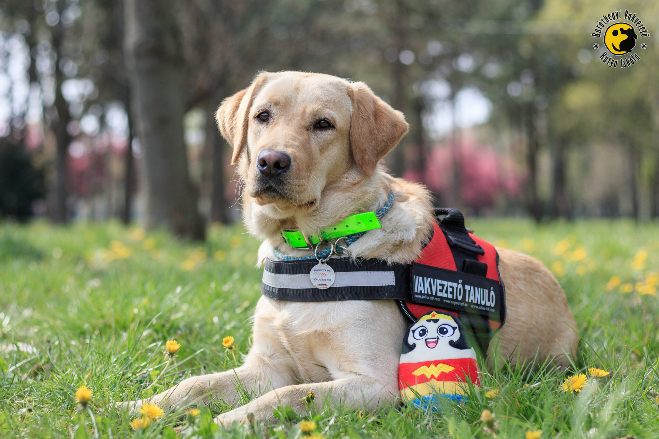 Kutyák küldetéssel!